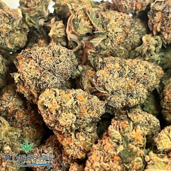 Leilani Bee | Gelato